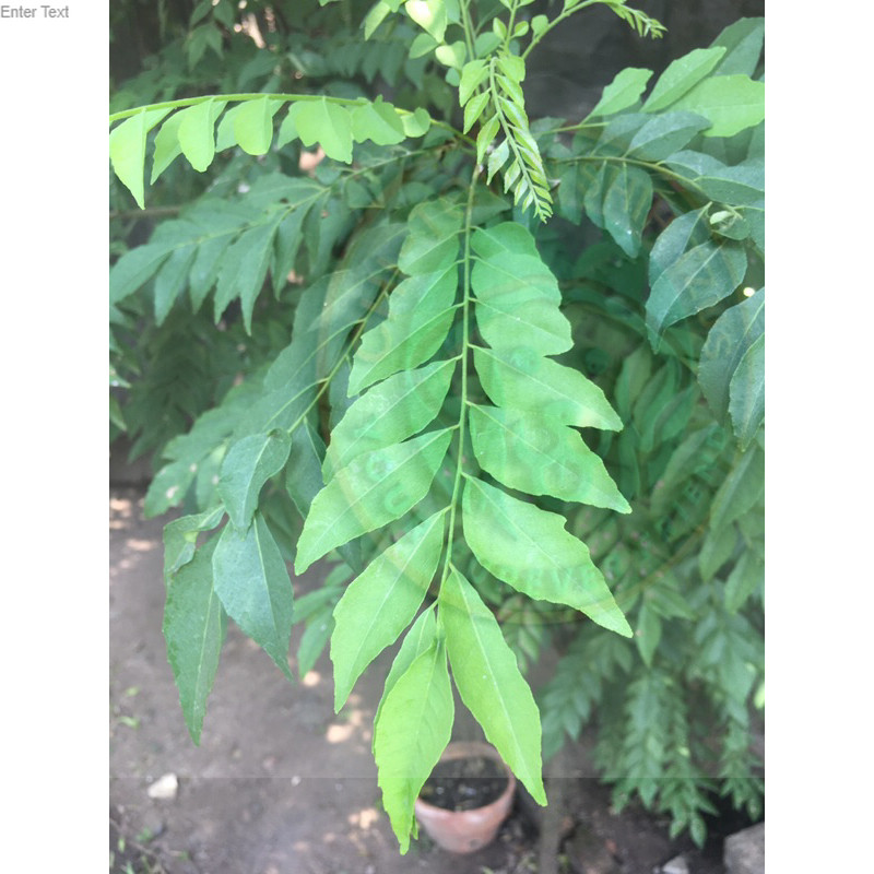 

Daun Kari Koja Segar