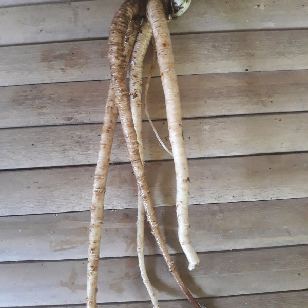 

Sahabattani Promo Akar Walang Sangit Segar 1 Kg - GRATIS Daun walang nya