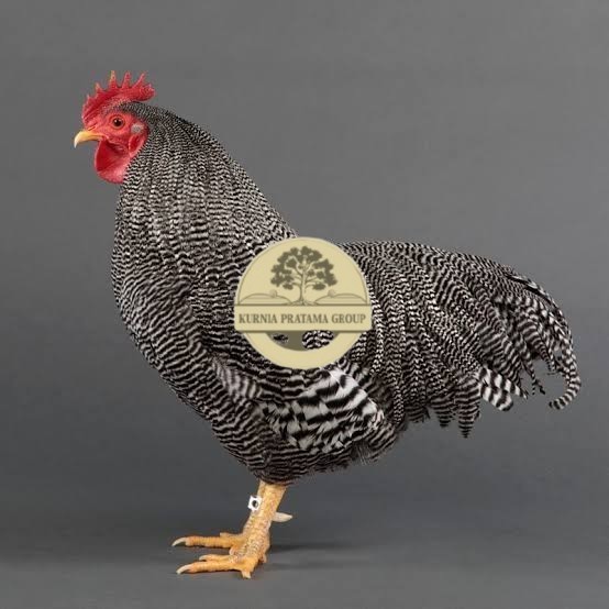 

Telur ayam barred plymouth rock / telur ayam hias fertil siap tetas KURNIA PRATAMA GROUP