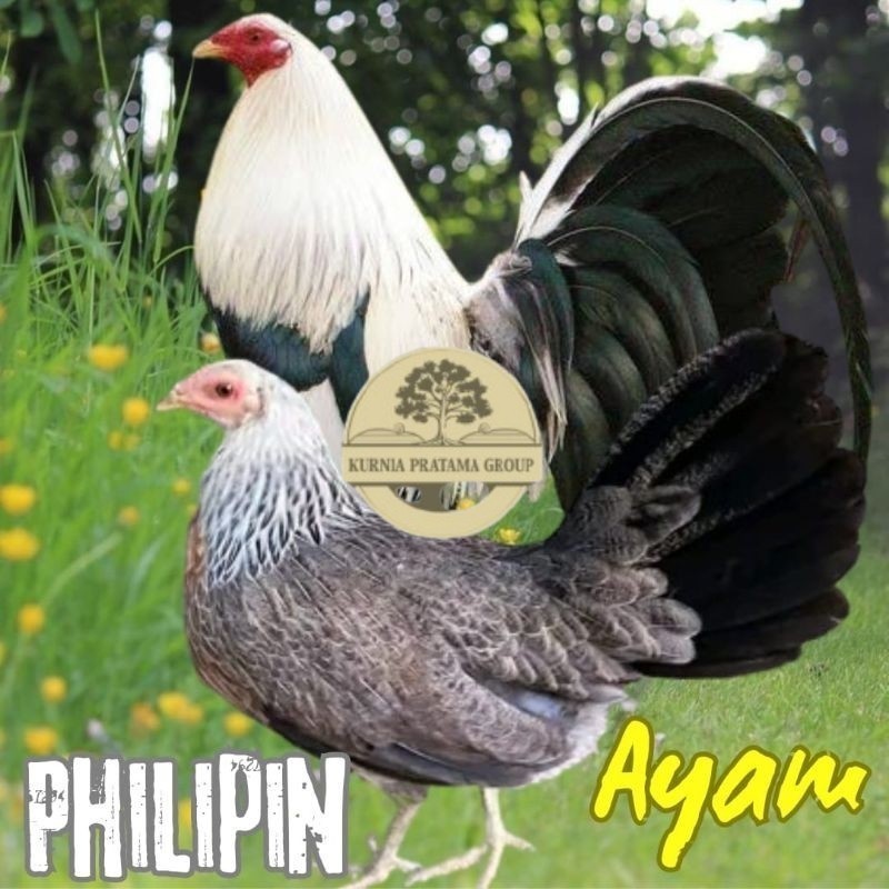 

telur ayam philipin import AK47 bisa untuk di tetaskan KURNIA PRATAMA GROUP