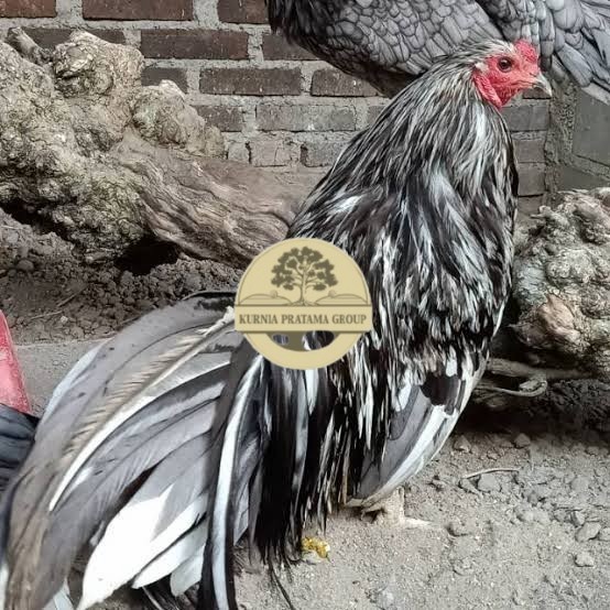 

Telur ayam black sumatera / telur ayam hias / telur fertil siap cod KURNIA PRATAMA GROUP