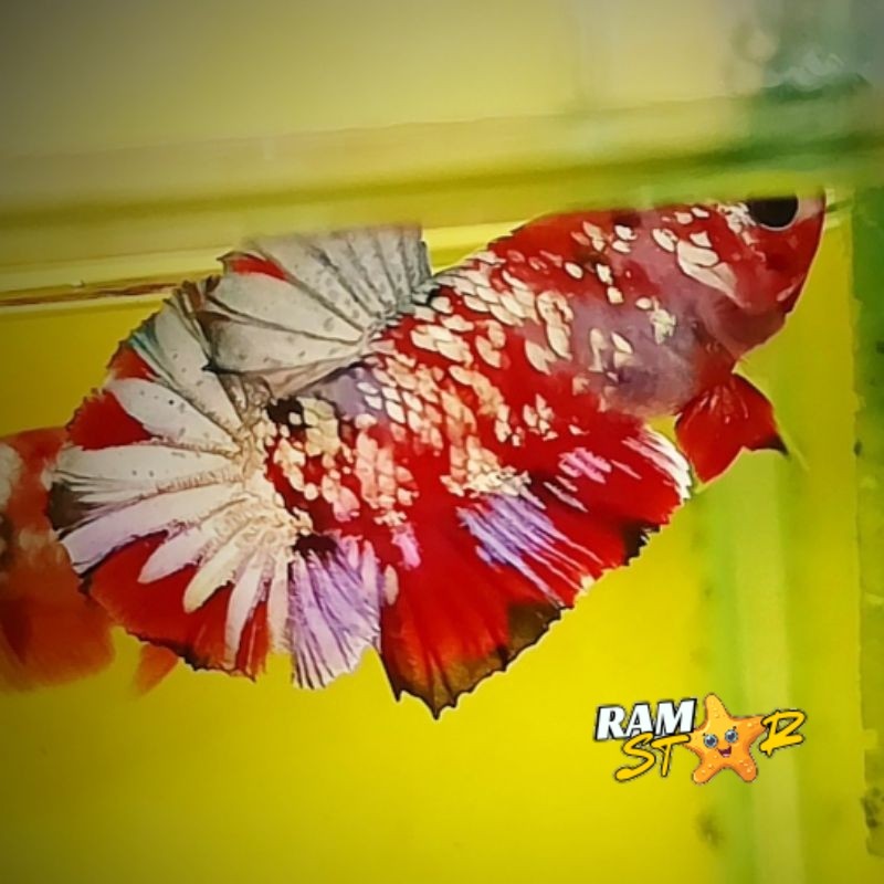 HIASAN AQUARIUM IKAN CUPANG PLAKAT RKC + RED KOI COPPER GRADE A++