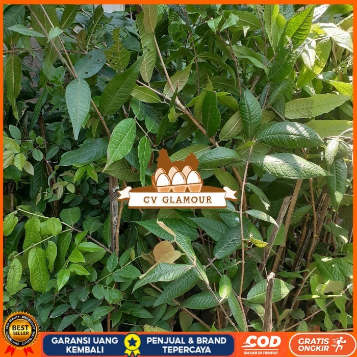 Bibit Anggur Pohon Brazil Putih | White Jaboticaba Langka Berkualitas Bibit Tanaman Super Unggul CV 