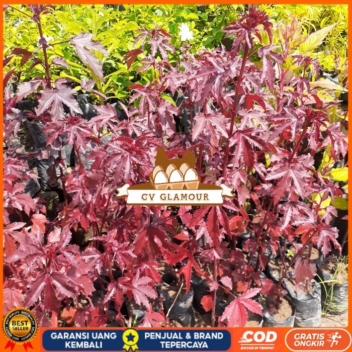 Tanaman Hias Red Maple/ Red Panama, Bahan Bonsai Red Maple/ Panama Bibit Tanaman Super Unggul CV GLA