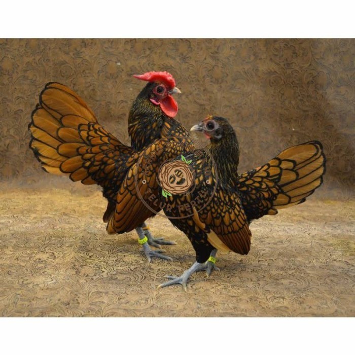 

Telur ayam serama kate batik kanada telur ayam hias fertil siap kirim KURNIA PRATAMA ID