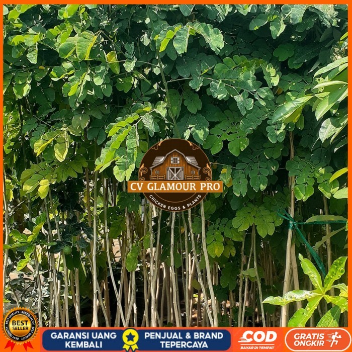 Bibit Trembesi Ukuran 150-180cm Batang Besar | Bibit Pohon Trembesi Keduh Penghijauan | Bibit Tanama