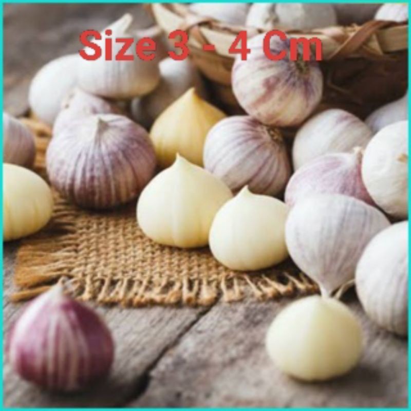 

Bawang Putih Tunggal 1 Kg JUMBO - Bawang Lanang - Bawang Putih Lanang