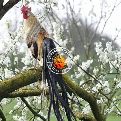 

Telur ayam phoenix onagadori / telur ayam hias fertil siap kirim UD KURNIA PRATAMA