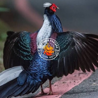 

Telur ayam hias ringneck swinhoe pheasant fertil asli UD KURNIA PRATAMA