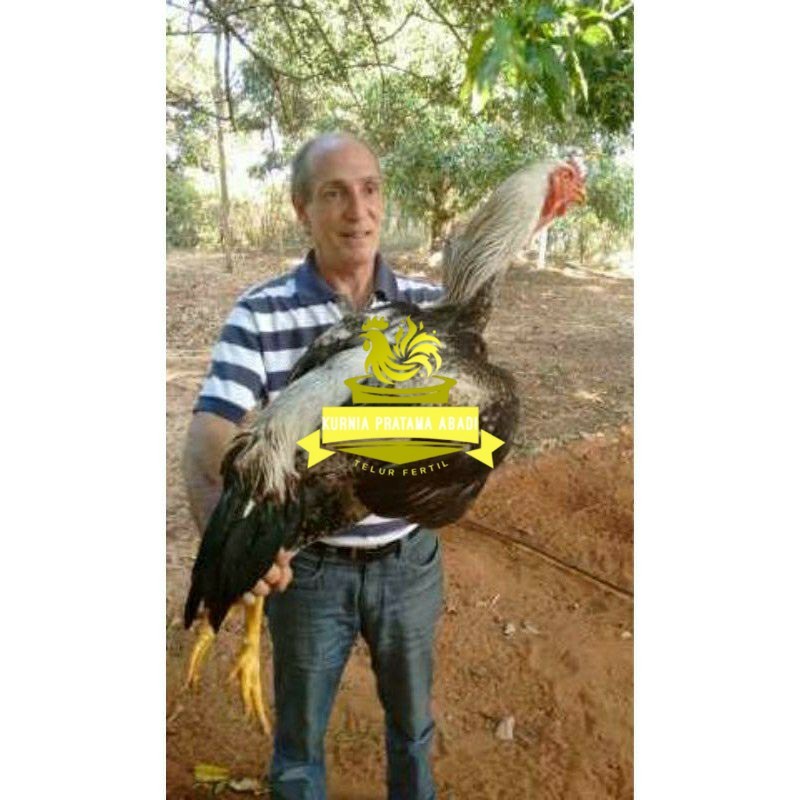 

TELUR AYAM GOWA / GORILA JAWA SUPER UNTUK DI TETASKAN KURNIA PRATAMA ABADI