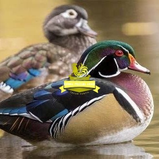 

Telur bebek hias caroline duck fertil siap ditetaskan Langsung KURNIA PRATAMA ABADI