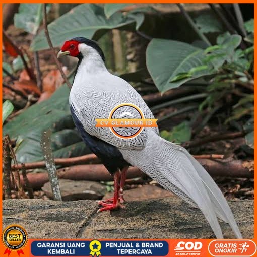 

Telur ayam hias ringneck silver pheasant fertil untuk ditetaskan CV GLAMOUR ID