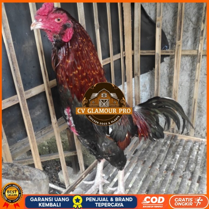 

Telur ayam bangkok birma fertil / ayam petarung aduan bisa ditetaskan Langsung CV GLAMOUR PRO