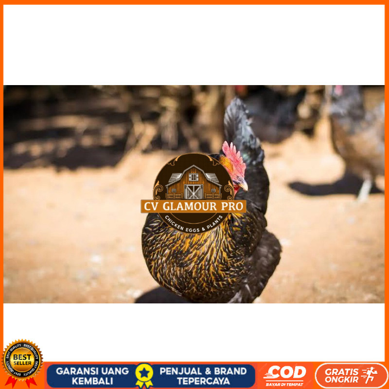 

TELUR FERTIL AYAM KUB AYAM MULTIGUNA INDUKAN TERSELEKSI UNTUK DI TETASKAN CV GLAMOUR PRO