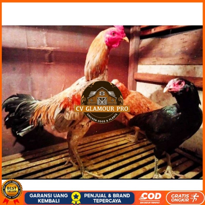 

ayam bulbi tampar tampar telur fertill original berkualitas CV GLAMOUR PRO