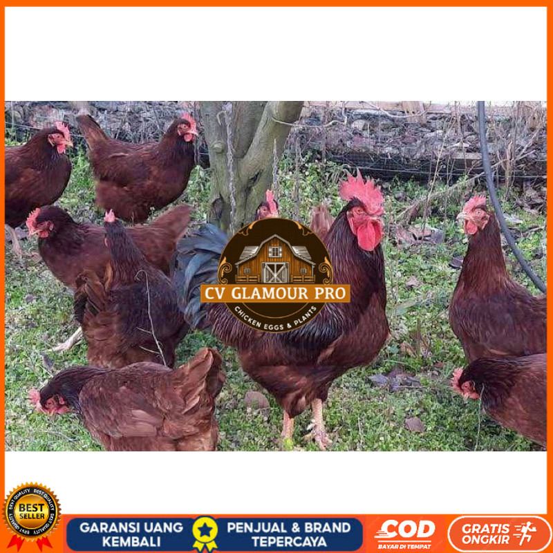 

TELUR FERTIL AYAM RIR PETELUR HANDAL UNTUK DITETASKAN CV GLAMOUR PRO