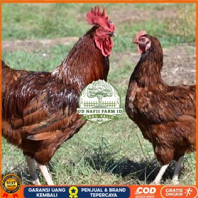 

Telur ayam rodhe island / telur ayam hias / telur fertil siap cod UD NAFII FARM ID