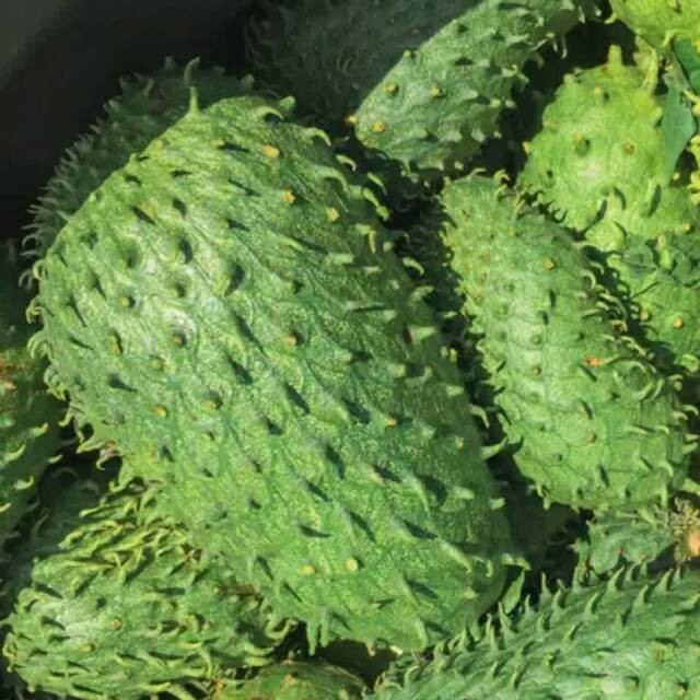 

Buah sirsak / sirsak dan alpukat mentega