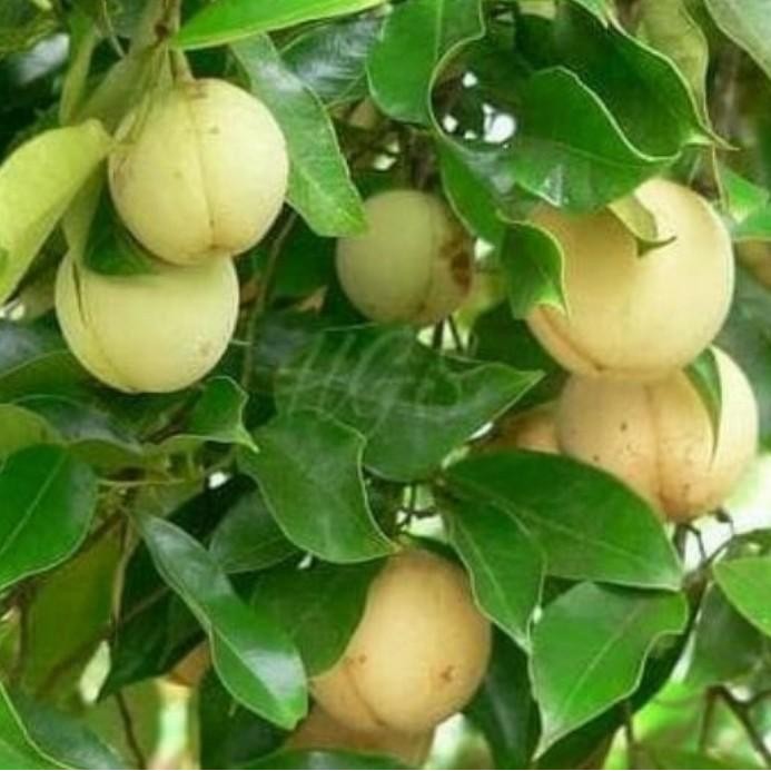 

PROMO buah pala/tanaman buah pala 1kg PREMIUM segar fress
