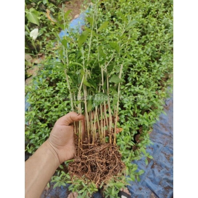 promo COD tanaman Li kuan yu (PERBATANG) sudah berAKAR - tanaman Lee Kwan yew - Lee Kwan yew