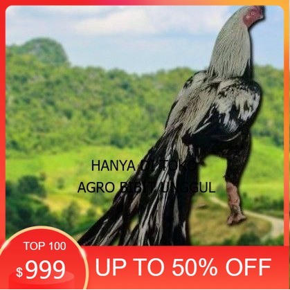 

telur Ayam Bangkok Clasik ekor lidi Fertil terlaris agro.bibit.unggul