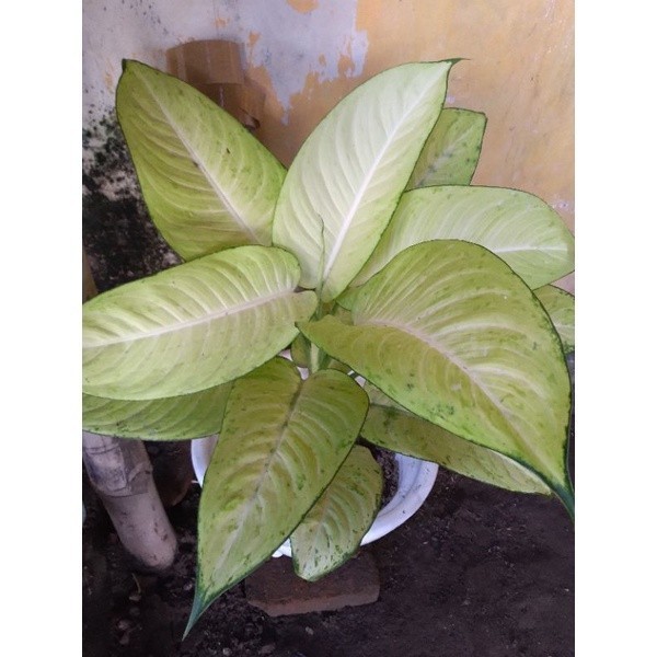 Aglonema diven Tisu Bangkok Cantik segar Cantik