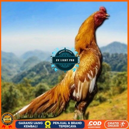 

telur ayam Shamo Eropa Ori telur fertil(TERLARIS) CV LIGHT PRO