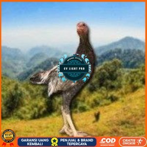 

Shamo Eropa Kelabu .Terlaris (telur fertil) CV LIGHT PRO