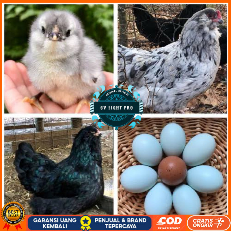 

TELUR FERTIL AYAM AMERAUCANA INDUKAN IMPORT UNTUK DI TETASKAN CV LIGHT PRO