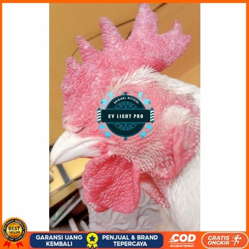 

Telur ayam hias bangkok albino mata merah fertil asli siap ditetaskan - ayam albino CV LIGHT PRO