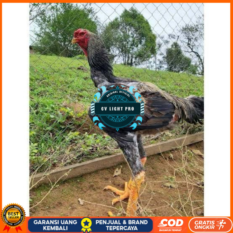 

TELUR AYAM GORDZILA F1 INDUKAN TERSELEKSI UNTUK DI TETASKAN CV LIGHT PRO