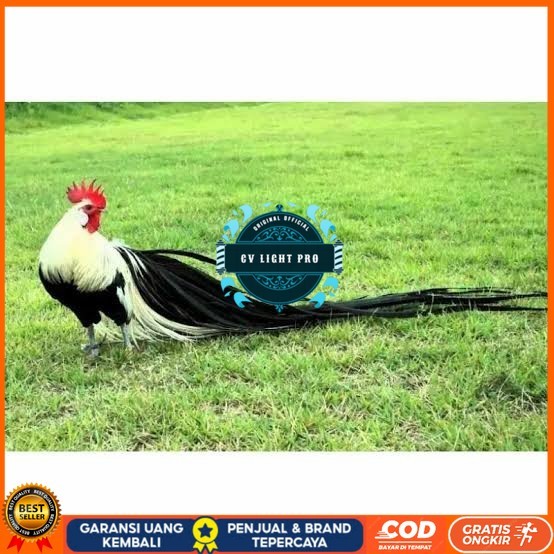 

Telur ayam hias onagadori ekor panjang siap ditetaskan CV LIGHT PRO