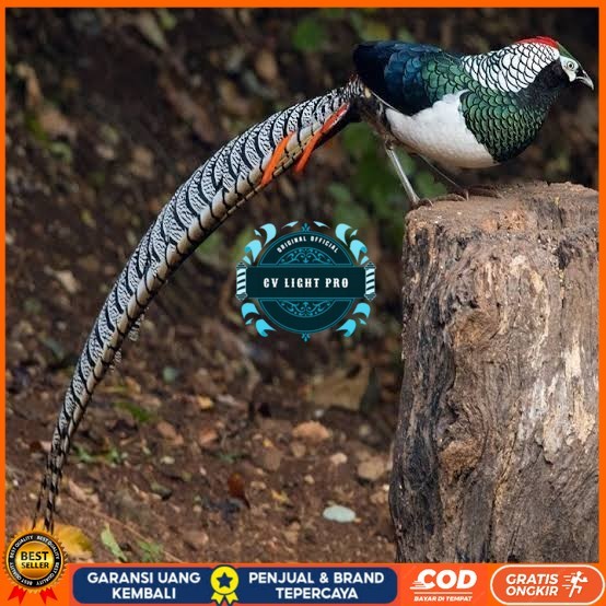 

Telur ayam hias ringneck lady amherst pheasant fertil siap ditetaskan CV LIGHT PRO