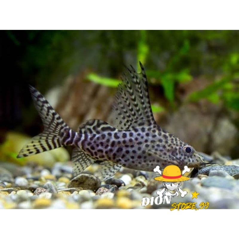 ikan sapu sapu synodontis PAKET ISI 5 pembersih aquascape