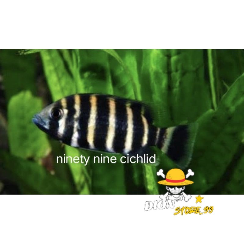Ikan Hias Nentinen Ninety Nine  PAKET ISI 5  Cichlid 99