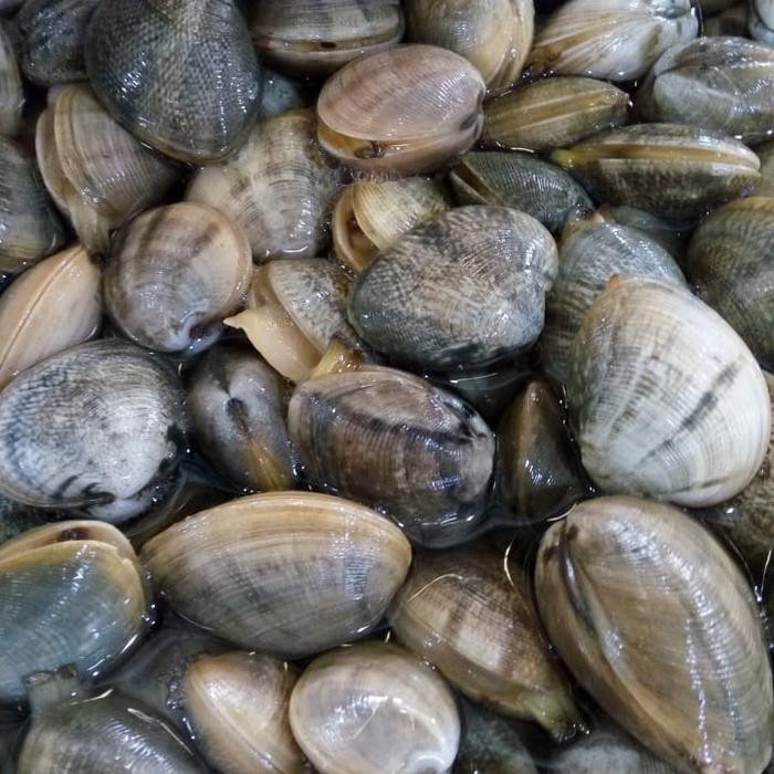 

Kerang Salju 1 kg