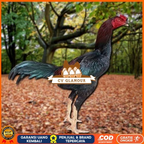 

Telur Ayam Pakhoy Vertil Siap Di Tetaskan Jaminan Super Oiginal Bergaransi CV GLAMOUR