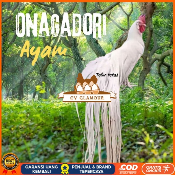 

telur ayam ekor panjang / ayam hias onagadori original berkualitas CV GLAMOUR