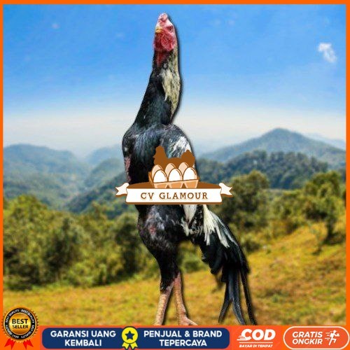 

telur ayam shamo eropa ori bisa untuk di tetaskan CV GLAMOUR