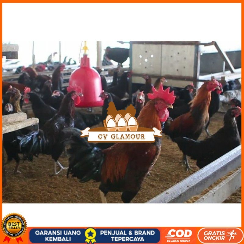 

TELUR AYAM KUB 2 JALUR PETELUR TANGGUH UNTUK DI TETASKAN CV GLAMOUR