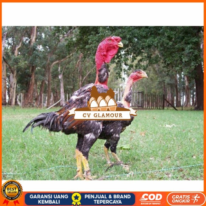 

telur ayam petarung saigon siap ditetaskan - ayam saigon CV GLAMOUR