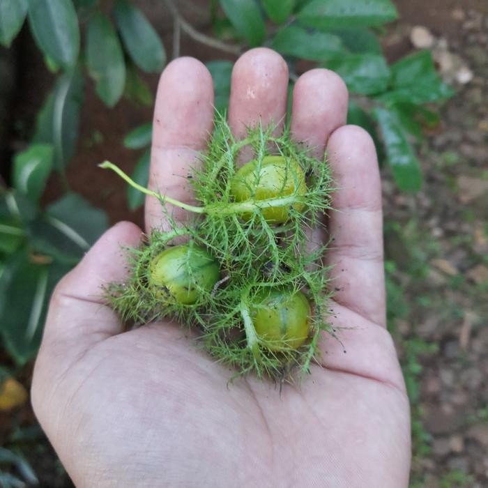 

BUAH RAMBUSA/MERMOT SEGAR LANGKA 100 GRAM ready