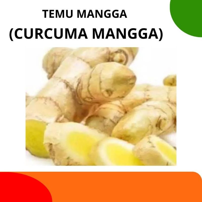 

Kunyit Mangga Segar fresh Temu Mangga 1kg ready .