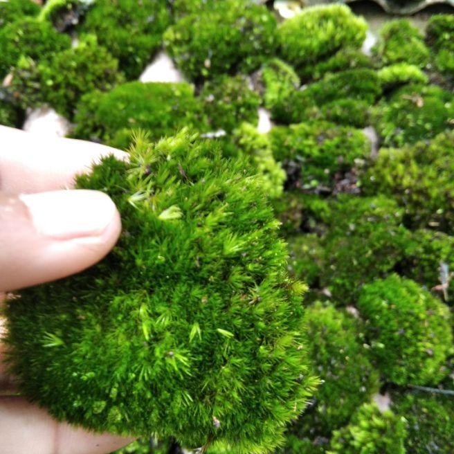 promo Lumut hidup forest Moss 1 kg - Hijau