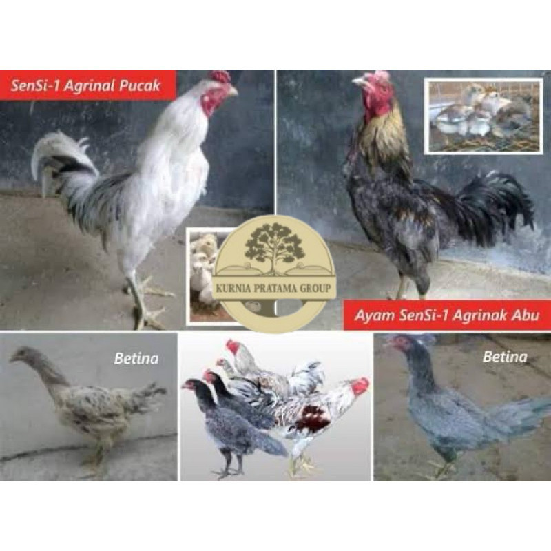 

TELUR FERTIL AYAM SENSI MULTIGUNA INDUKAN TERSELEKSI UNTUK DI TETASKAN KURNIA PRATAMA GROUP