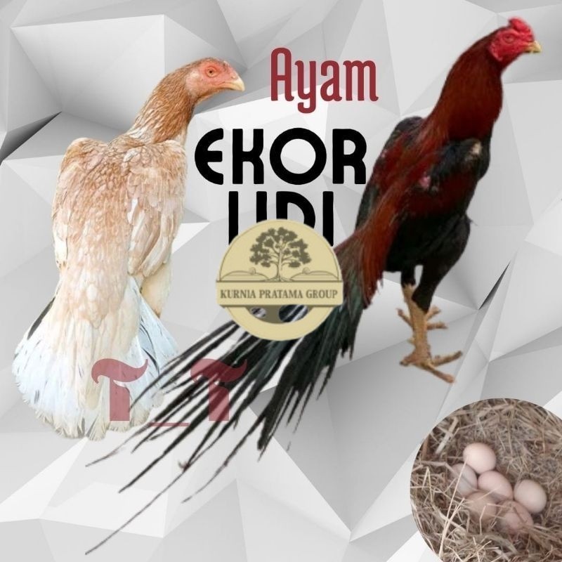 

telur ayam ekor lidi asli original bisa untuk di tetaskan KURNIA PRATAMA GROUP