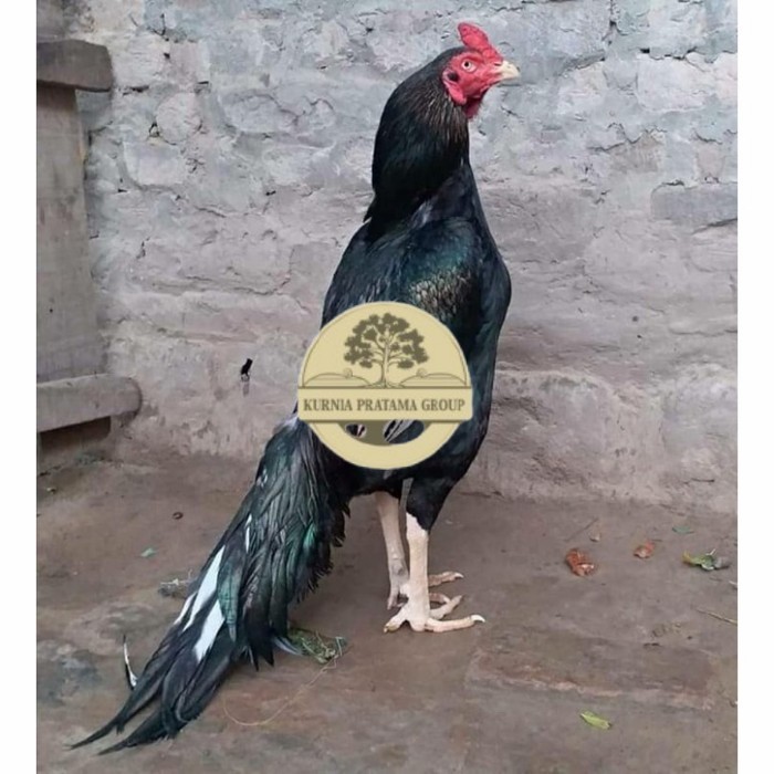 

Telur ayam hias bangkok ekor lidi petarung fertil siap ditetaskan - bngkok ekorlidi KURNIA PRATAMA GROUP