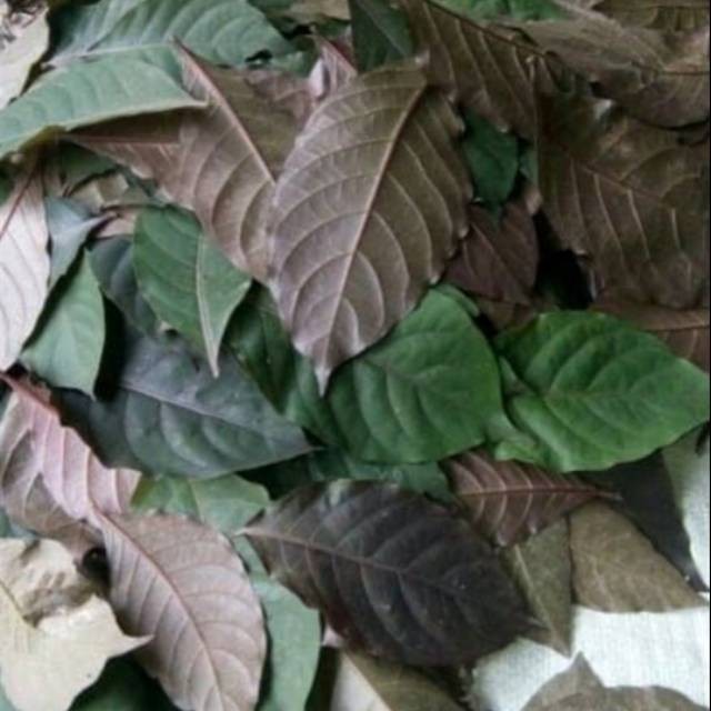 

Daun handeuleum / daun ungu / daun wungu segar obat wasir 250 gram AR