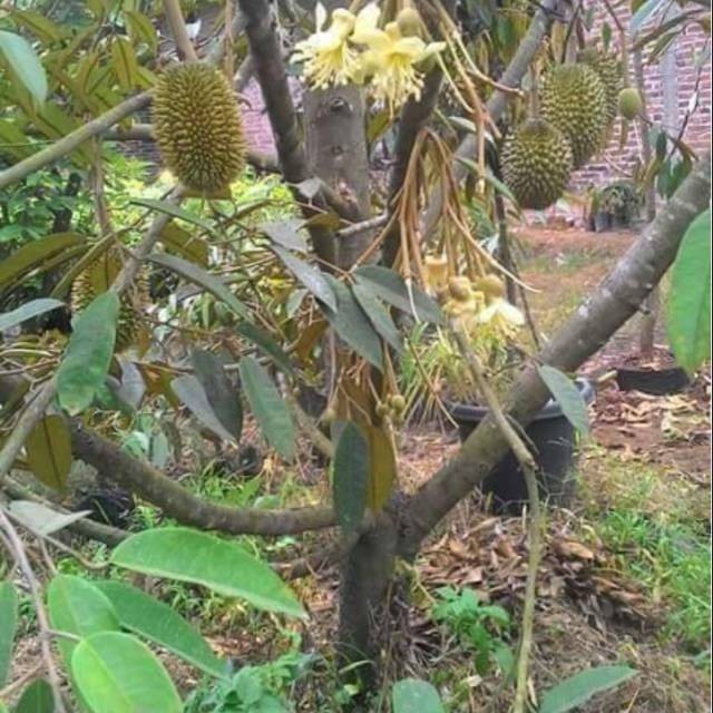 Bibit Durian Montong Kaki 3 Produktivitas Tinggi