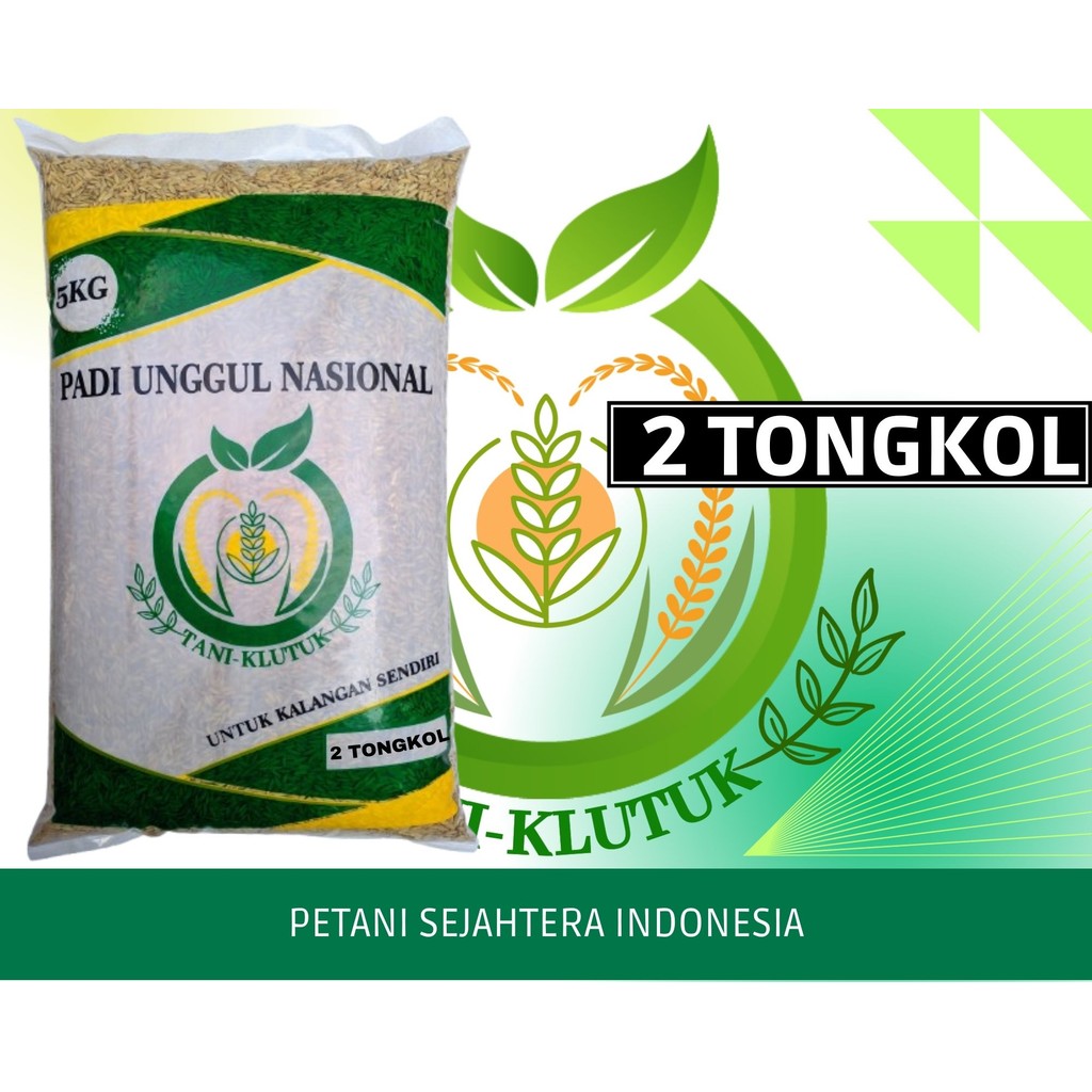 bibit biji Padi Tongkol 2 Kemasan 5kg original